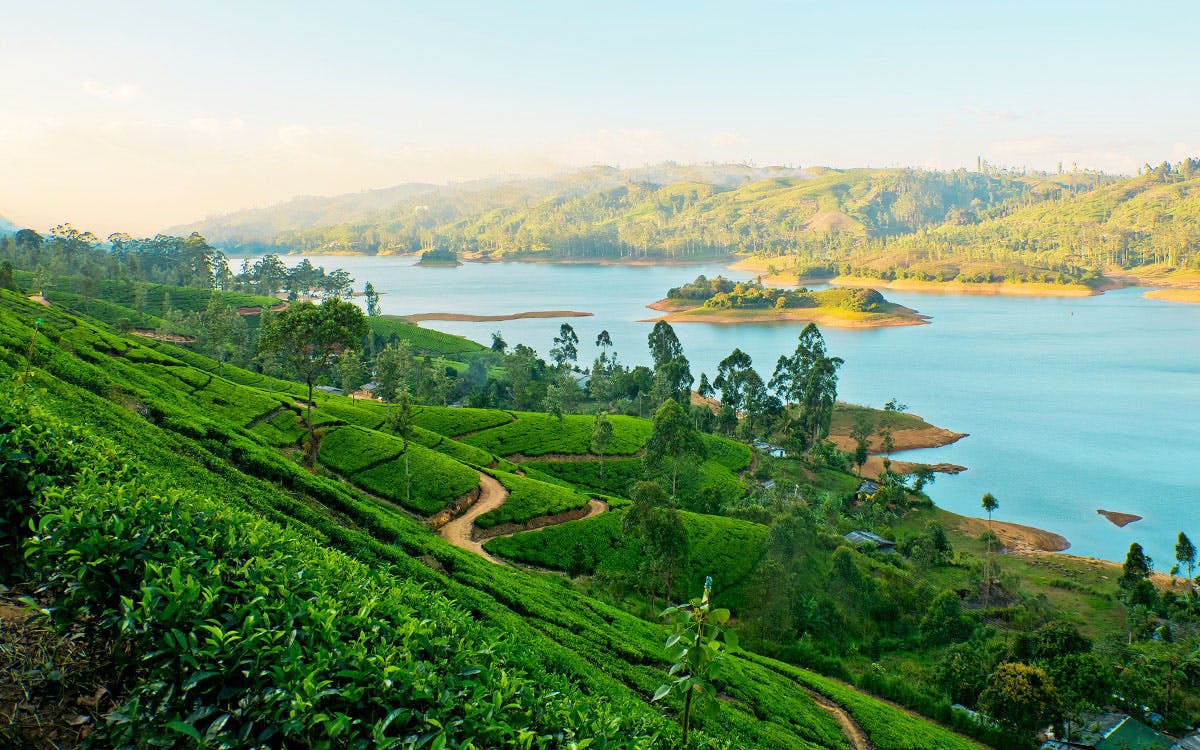 Tea plantation to visit in Hanthana