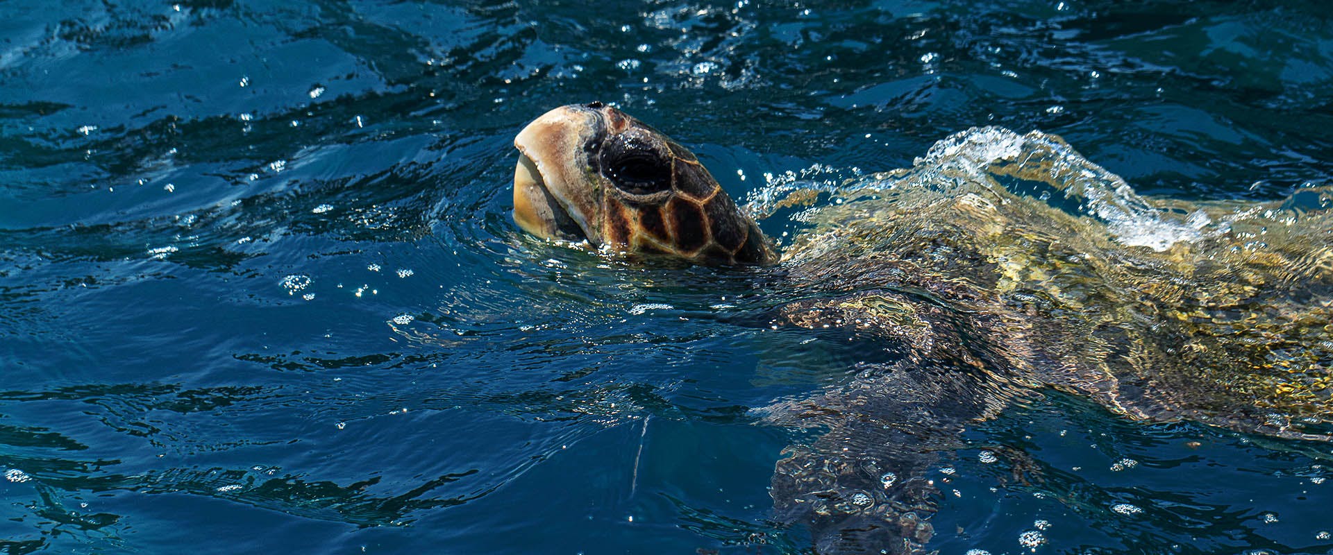 Sea Turtles that visit Sri Lanka