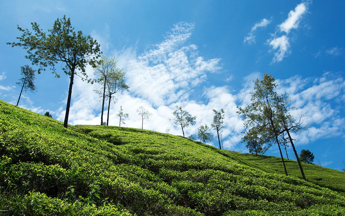 Tea plantation and museums to visit in kandy