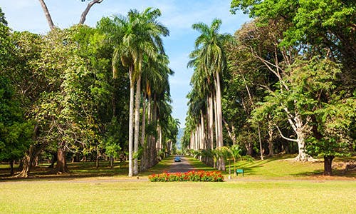 Royal Botanic Gardens at Peradeniya with W15