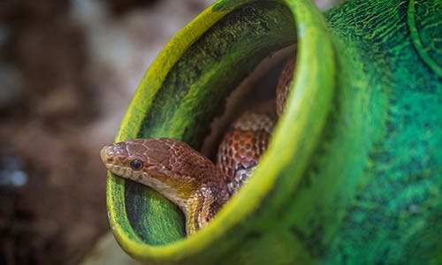 Snake Farm in Sri Lanka with W15