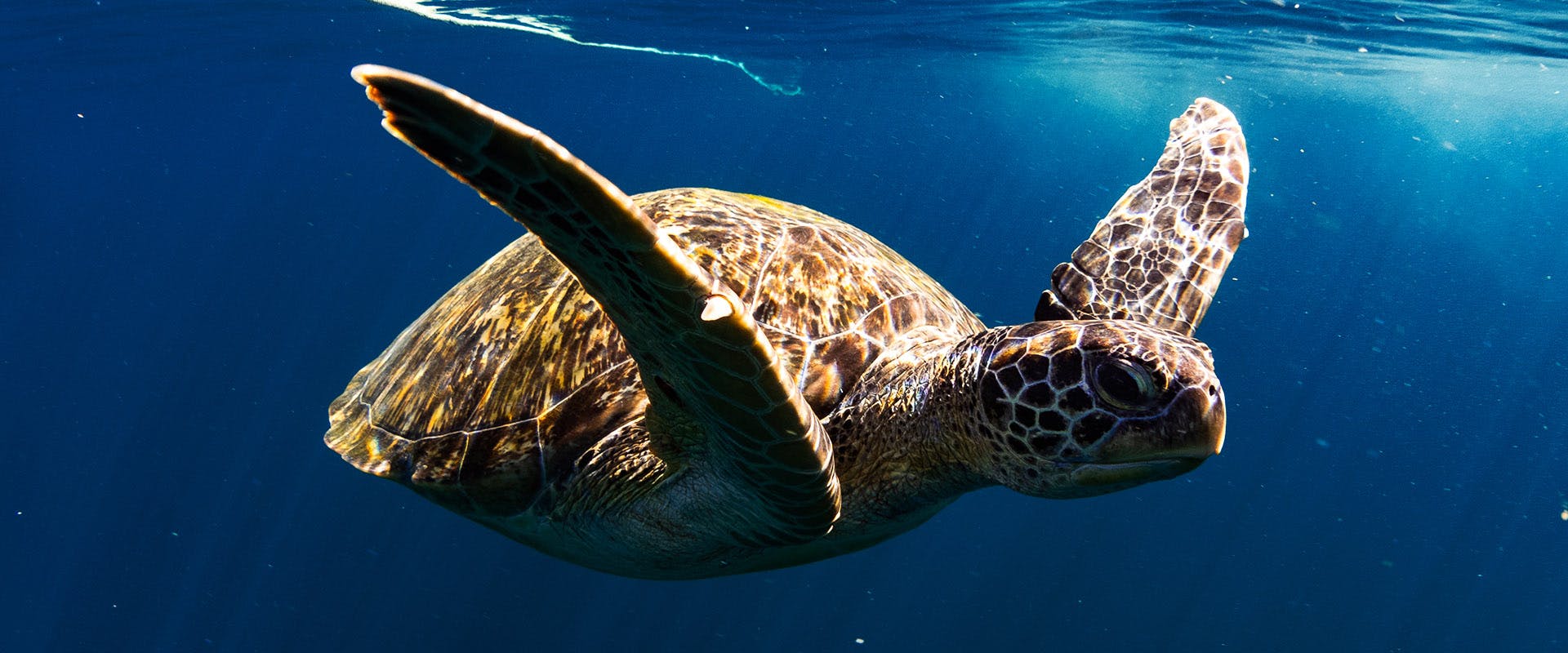 Sea Turtles that visit Sri Lanka