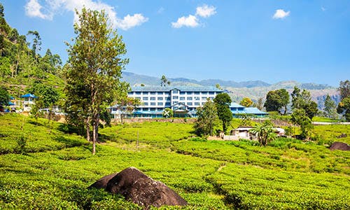 Tea Estates in Sri Lanka with W15